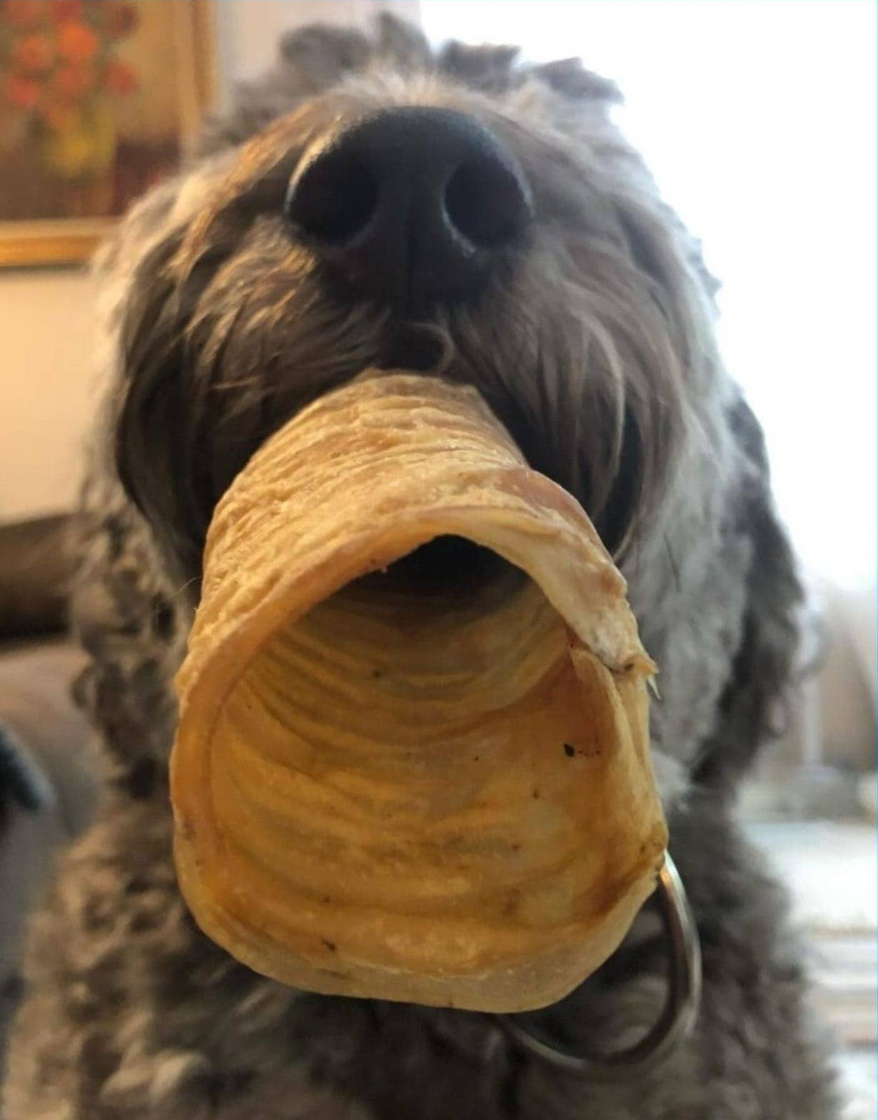 Dibo Pet Foods - Wholesale Pet Treats - Dog - Beef Trachea – 6″2