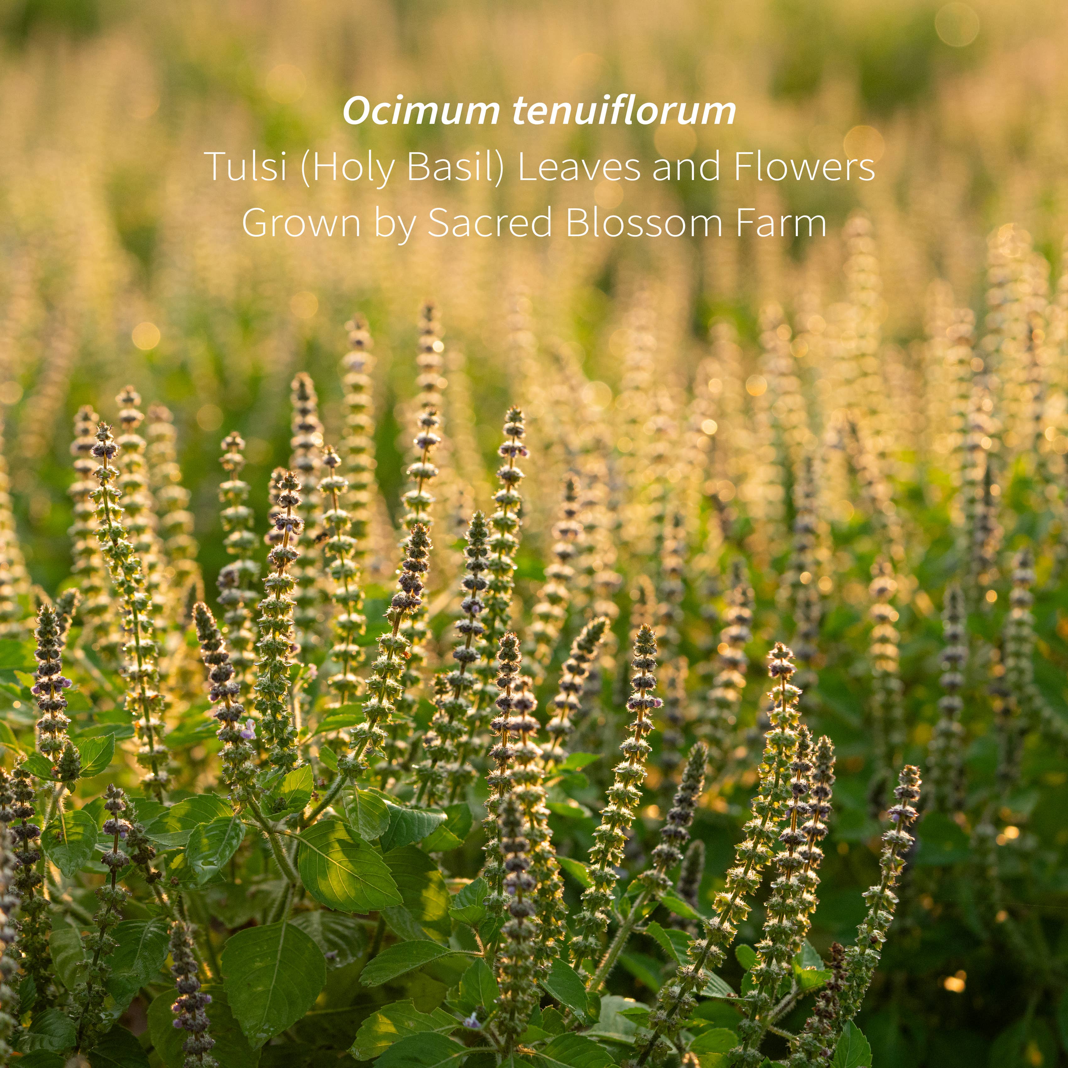 Sacred Blossom Farm - Wholesale Loose Tea - Tulsi Herbal Tea5
