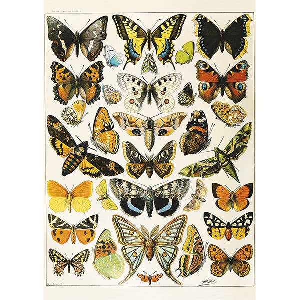 1000 pcs, Millot, Butterflies and Moths for wholesale by Autruche