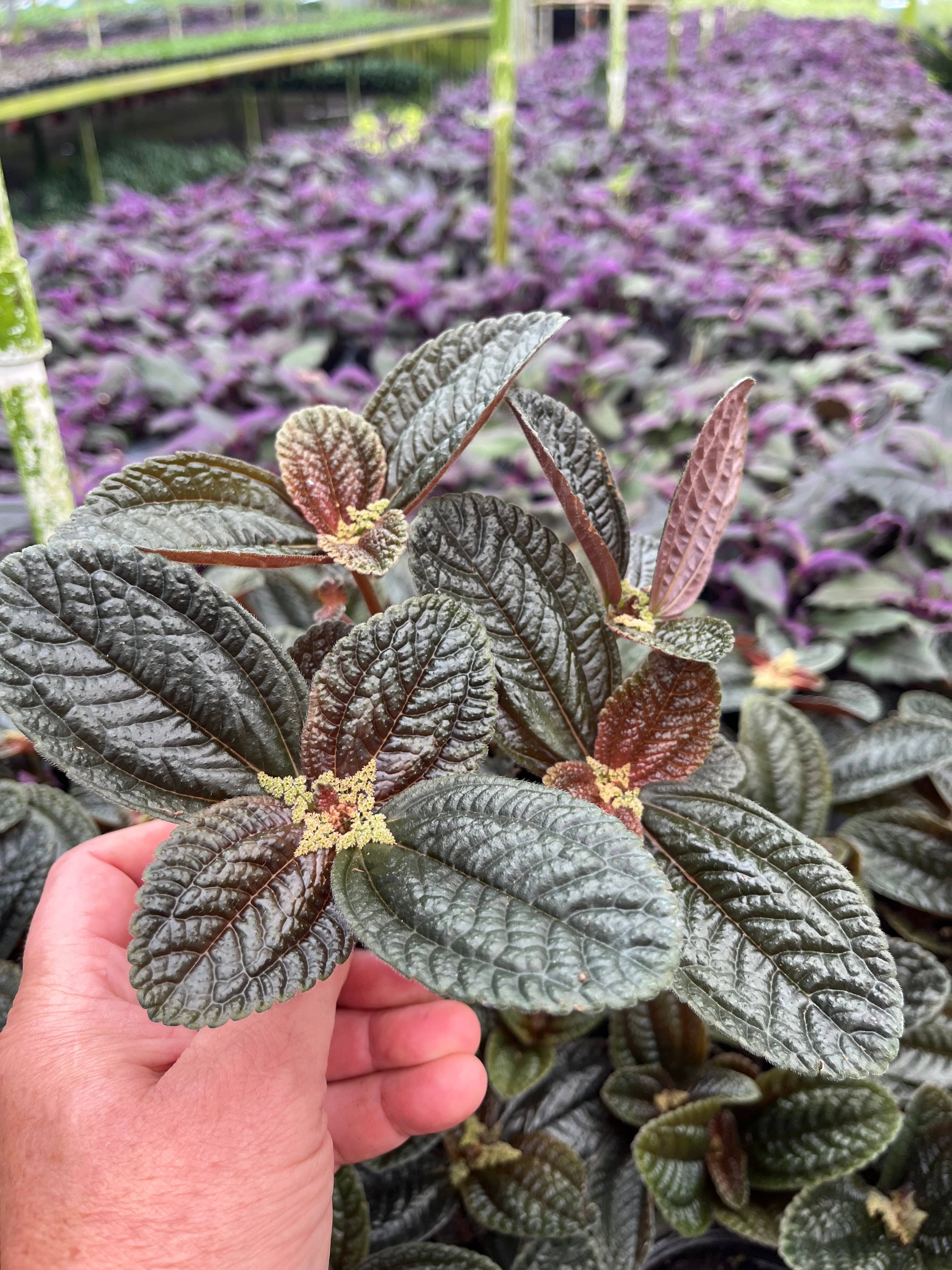 Succulents & Such, Inc. - Wholesale Live Plant - Pilea Friendship Plant, 4" Pots 1