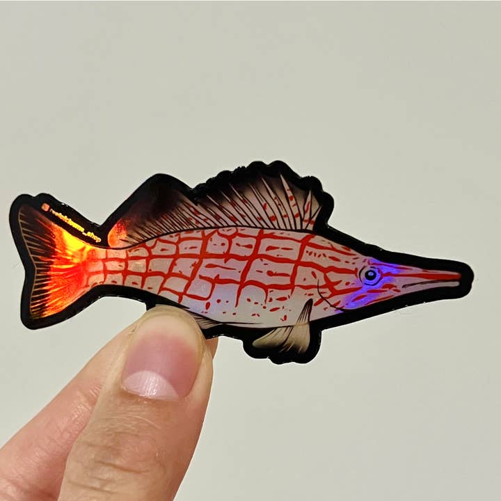 Longnose Hawkfish (Holographic) for wholesale by Reef of Clowns