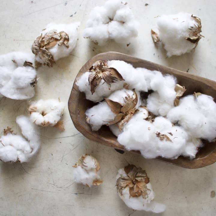 Roxanne's Dried Flowers - Wholesale Dried/Pressed Flowers - Cotton Bolls