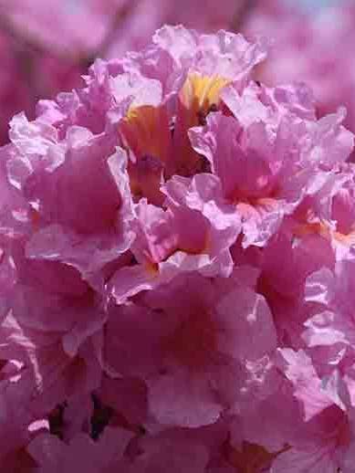 Pau D'Arco Herbal Tincture for wholesale by Daydream Organics | Prairie Doctor Brand