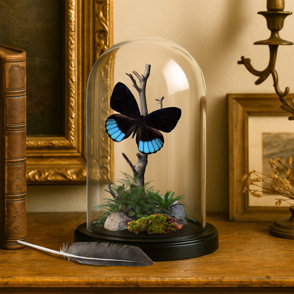 Instar Innovations - Wholesale Decorative Tabletop Object - REAL - Moth Diorama -6X4 Inch Dome Diorama - Eunica norica1