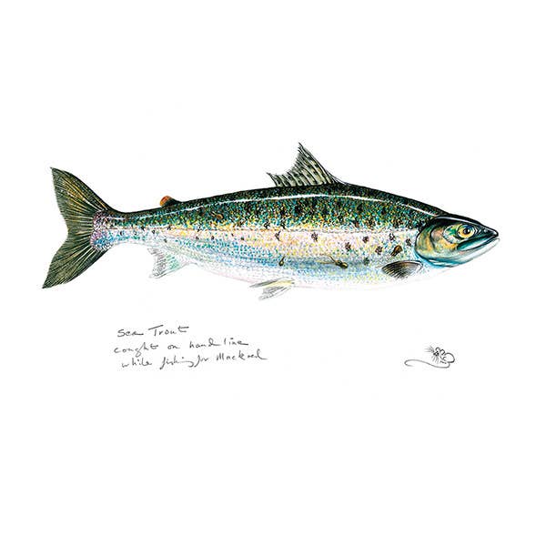 Wildlife By Mouse – wholesale Everyday greeting card – Sea trout Card1