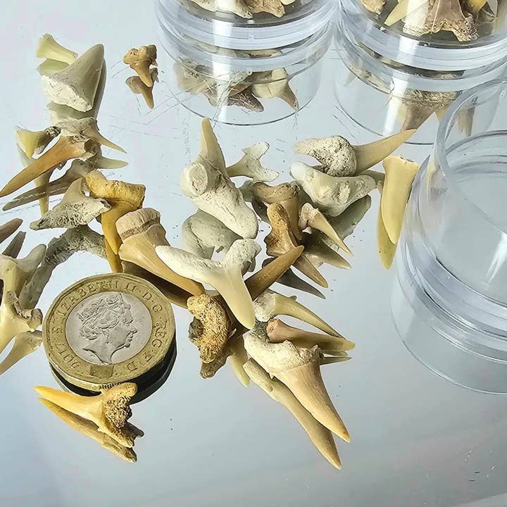 Fossila hajtänder för wholesale av Distinction Crystals