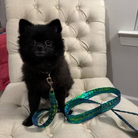 Alligator Print Dog Leash for wholesale by The Bougie Pet Boutique