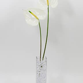 Northwest Orchids - Wholesale Fresh Cut Flowers - Fresh Cut Anthuriums - sold by the tray15