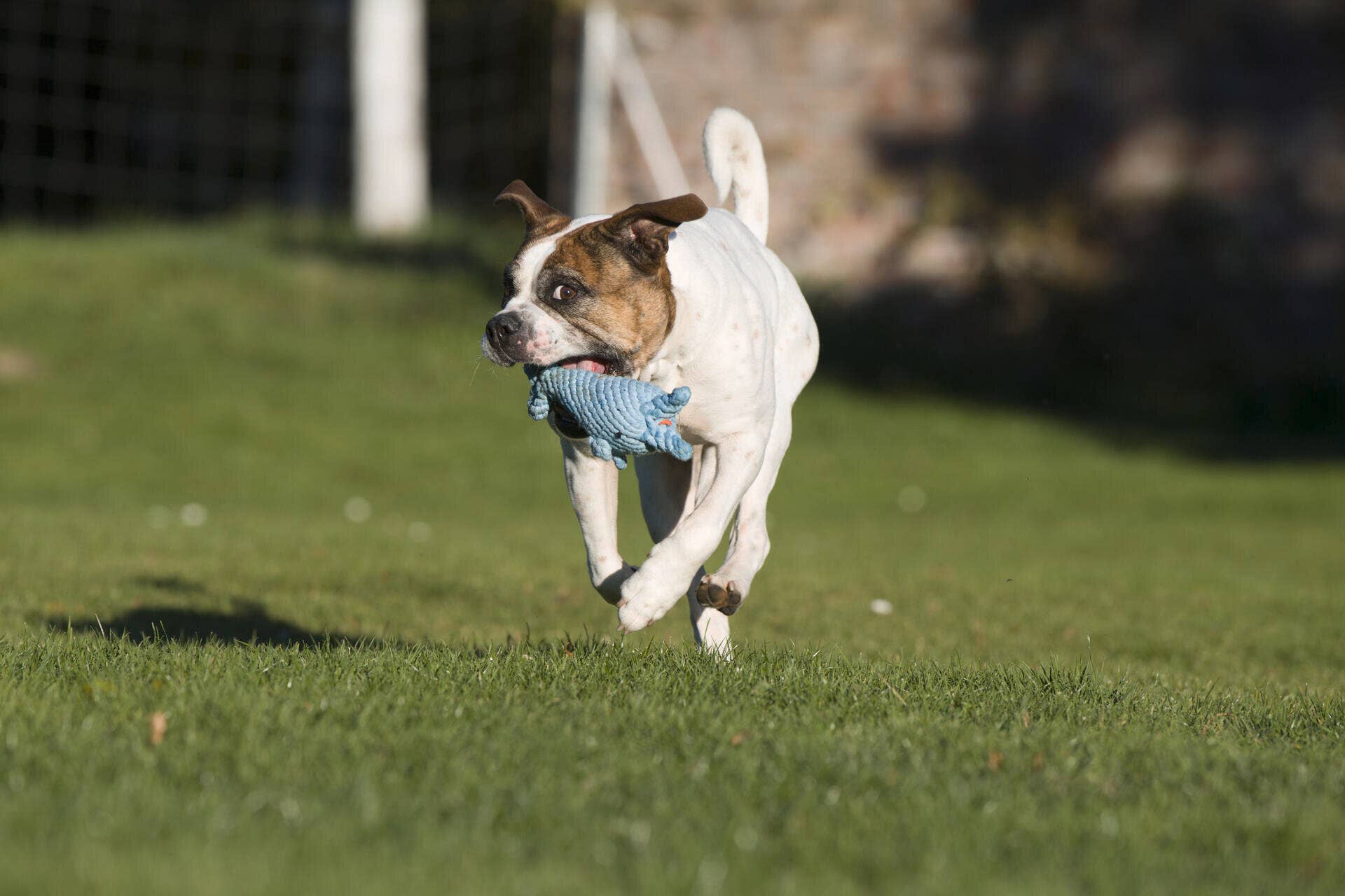 LABONI - Volentis GmbH - Wholesale Pet Rope Toy - Dog - Blanket TEDDY GREY - Multifunctional Blanket5