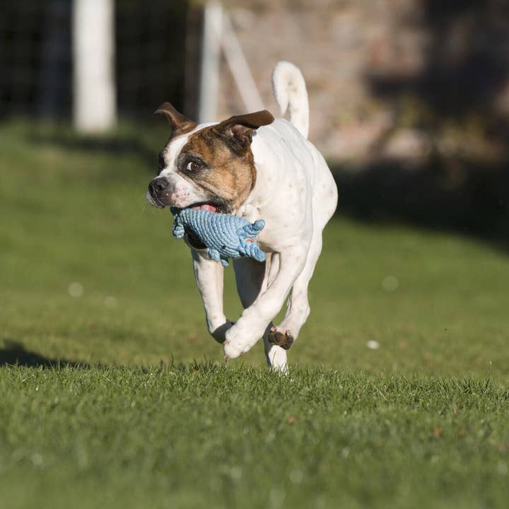 LABONI - Volentis GmbH - Wholesale Pet Rope Toy - Dog - Blanket TEDDY GREY - Multifunctional Blanket5