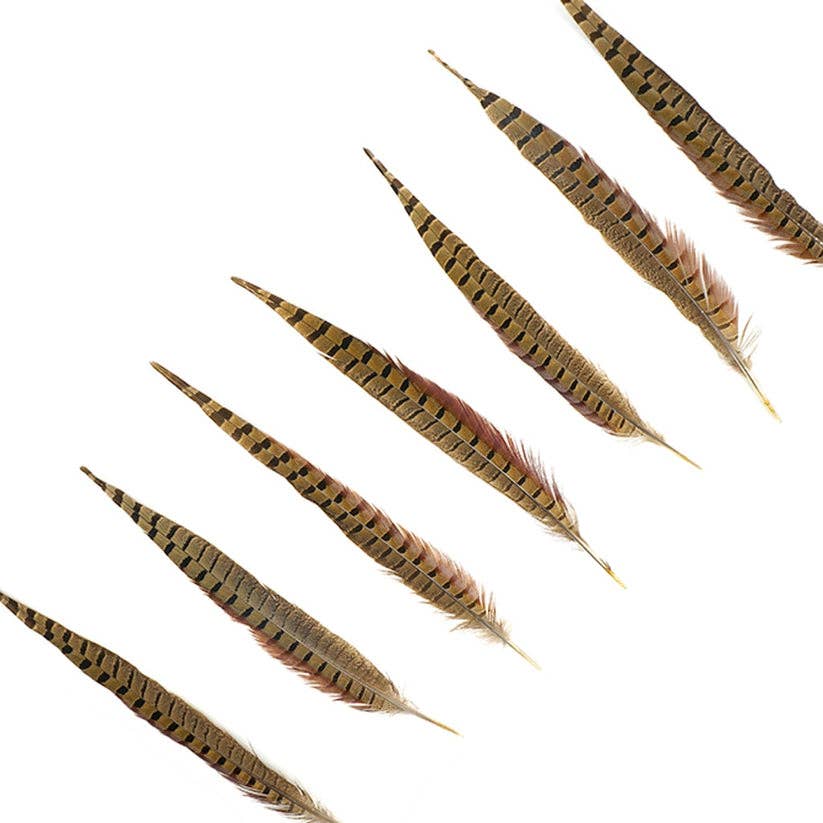 Zucker Feather Products - Wholesale Veren - 10 stuks/PKG Fazantstaarten met ringhals 12-14" - Naturel3