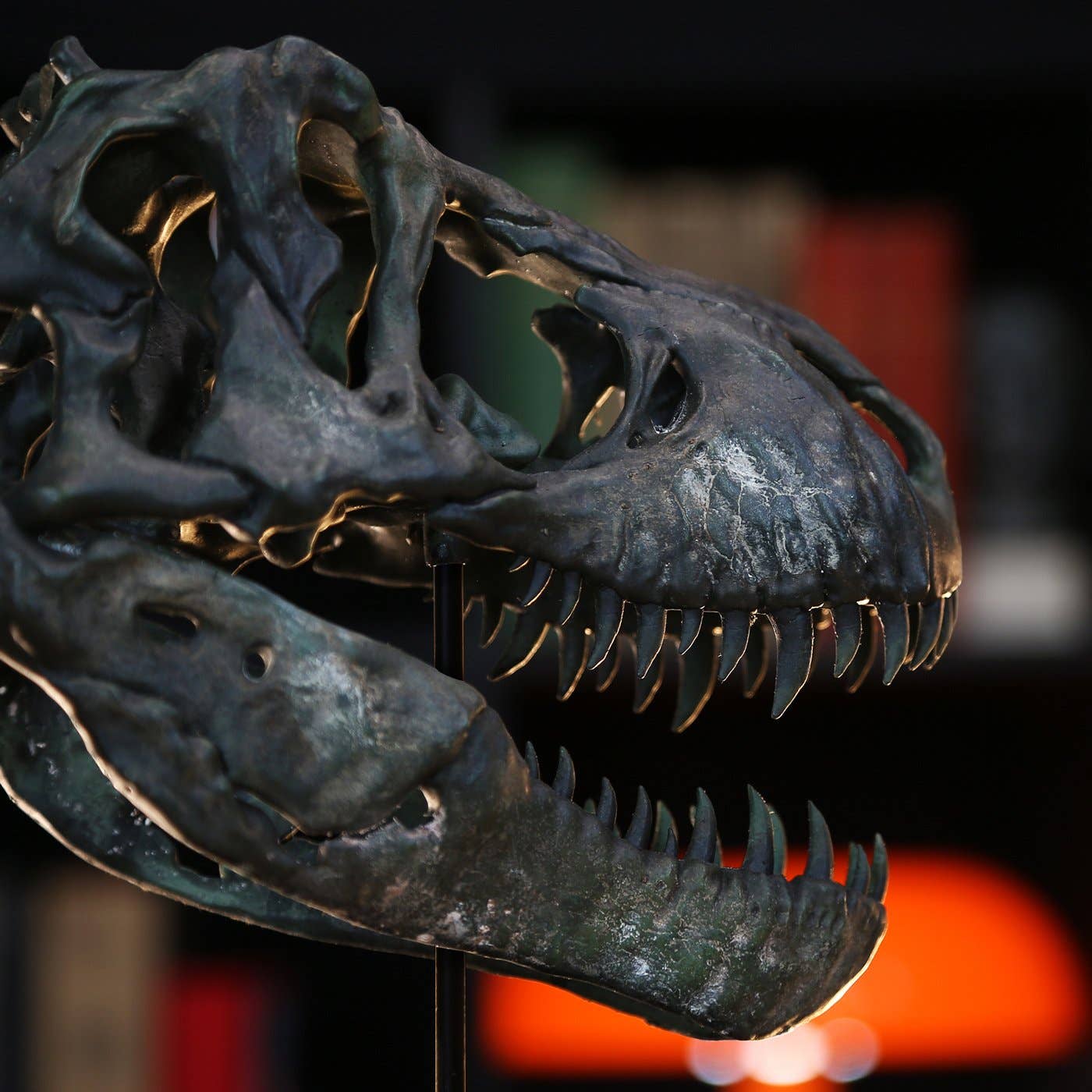 Curated Studio – wholesale Dekorativt bordsobjekt – 3D-modell och stativ av Tyrannosaurus Rex-skalle6