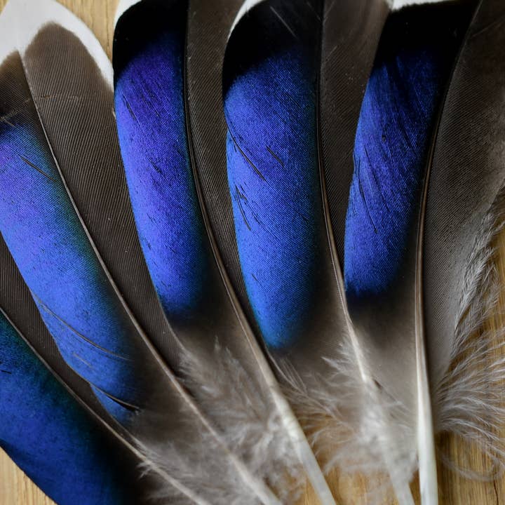 Plumes Naturelles - Wholesale Feathers - Duck feathers