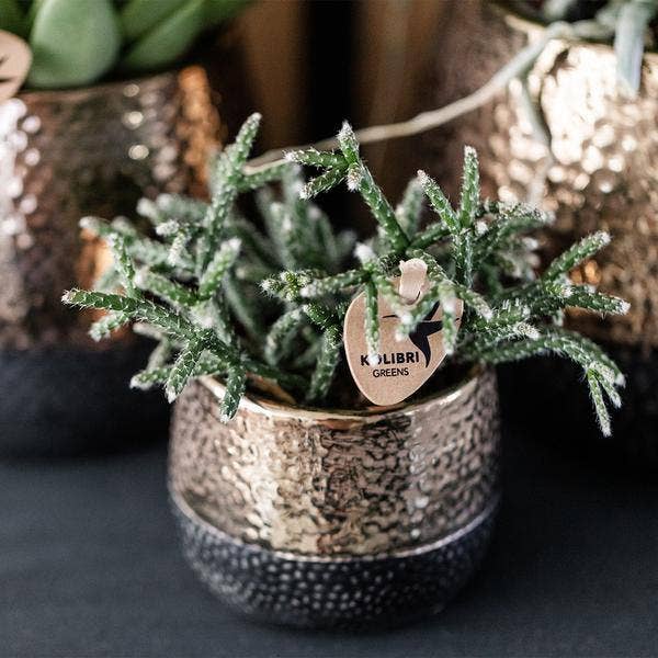 Oasis of Life – wholesale Plant pot – Ceramic Flower Pot Copper – Decorative Mini Planter Ø6cm – Glossy Pot for Small Houseplants, Succulents & Cacti – Elegant Decor for Living Room, Shelf, Desk & Interiors3