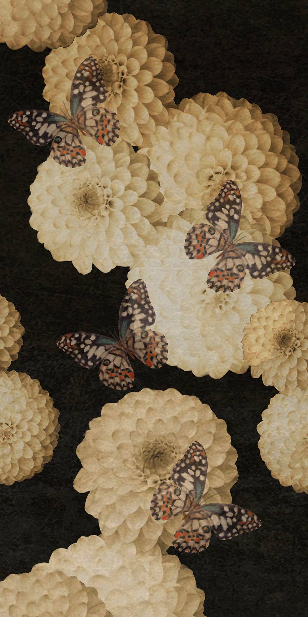 Daria Petrilli - Wholesale Wallpaper - WHITE DAHLIA AND BUTTERFLY BLACK SKY - WALLPAPER1