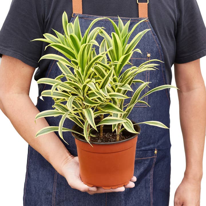 Bumble Plants - Wholesale Live Plant - Dracaena 'Song of India'3