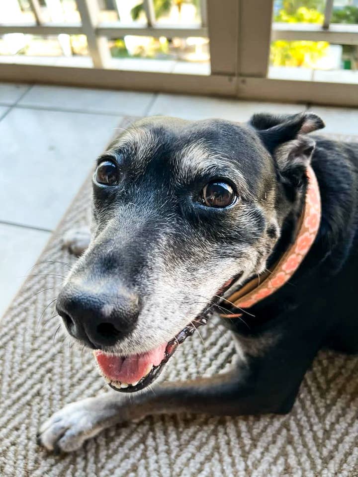 Collar de hibisco para venta al por mayor de COOPMONSTERS