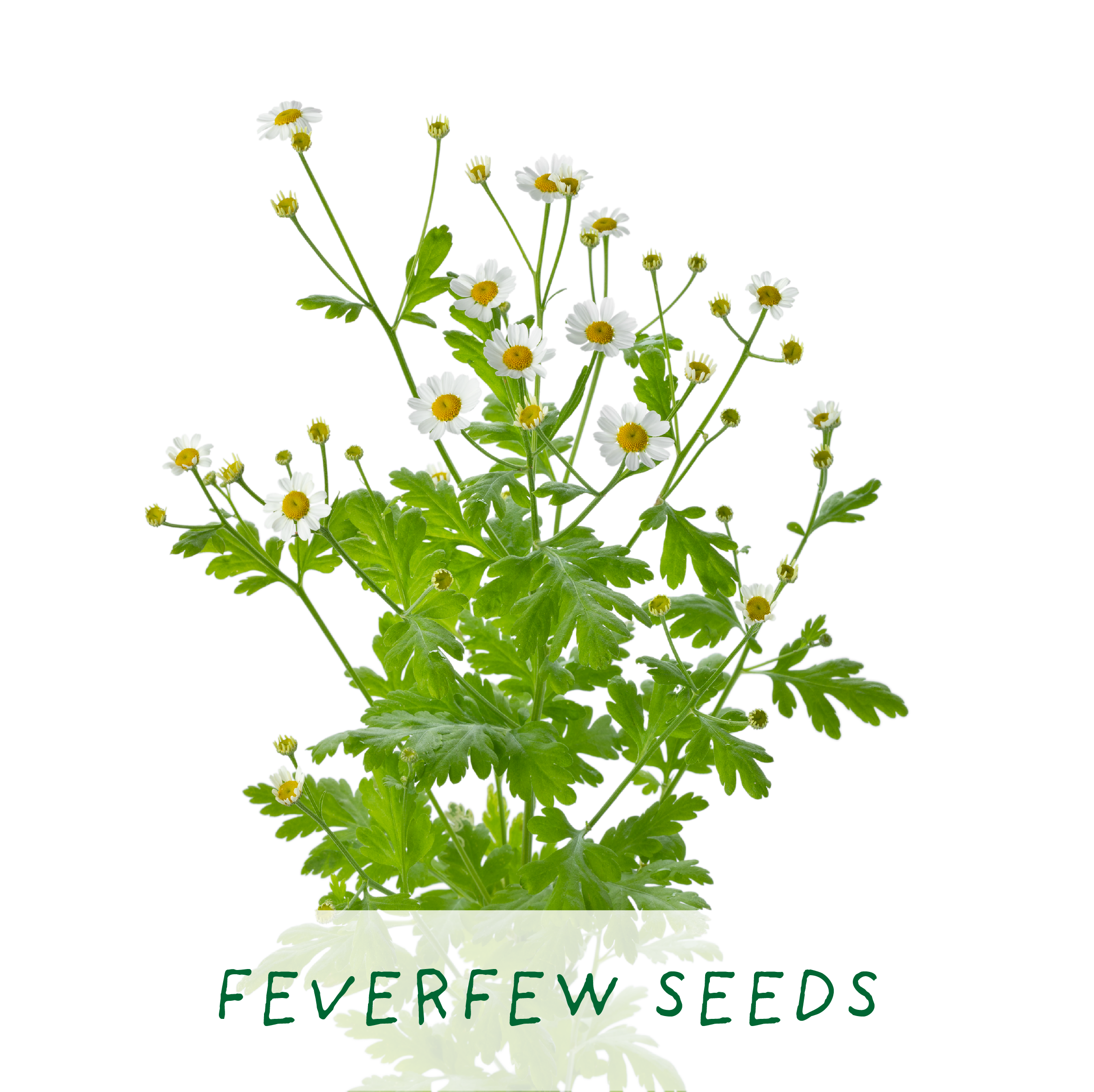 The Plant Gift Co. – wholesale Plant seeds – For the Best Mum. Herbal Tea Grow Your Own Kit4