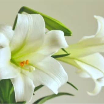 LeDeSaRa Lifestyle – Engroshandel Kunstige blomster – Friske afskårne liljer