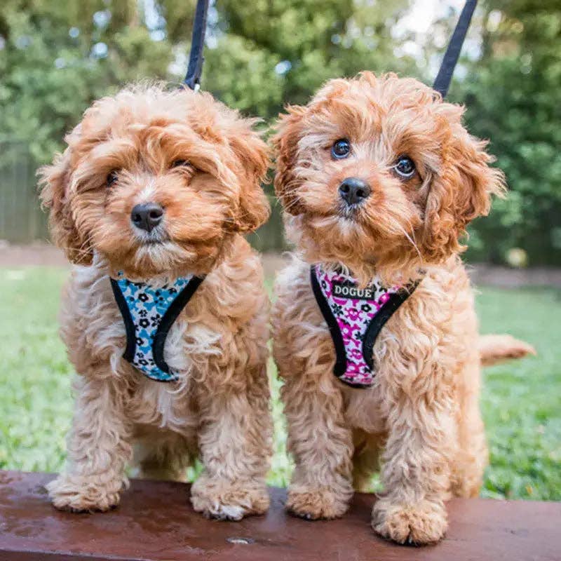 DOGUE - Wholesale Pet harness – Dog - DOGUE Skull Dog Harness