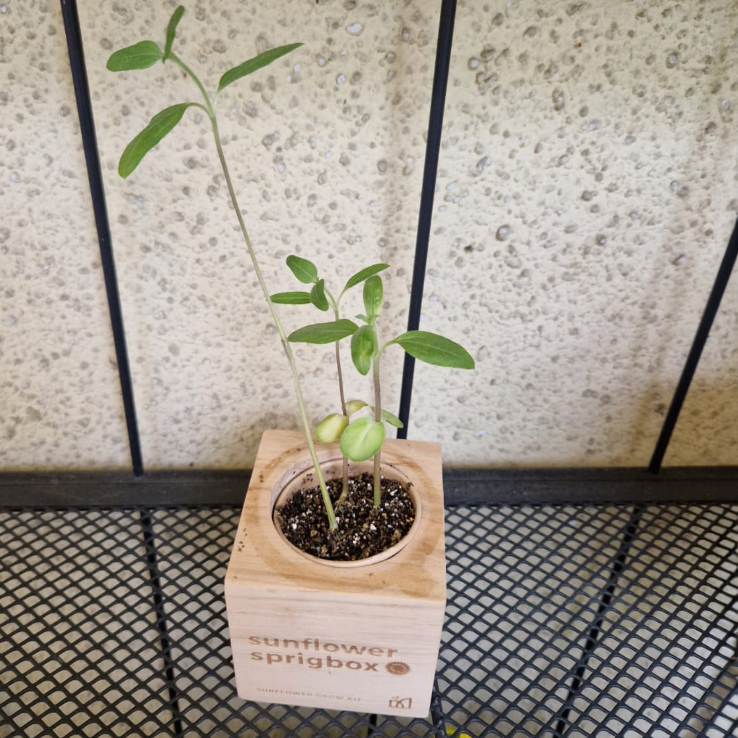 Sprigbox - Wholesale Plant Seeds - Sunflower Grow Kit | Flower Garden Gift | Wooden Planter Box3