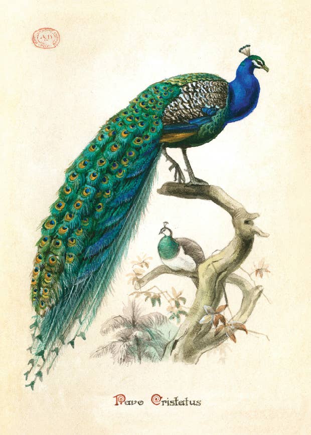 Bomo Art Budapest - Wholesale Everyday Greeting Card - Greeting Card + Envelope7