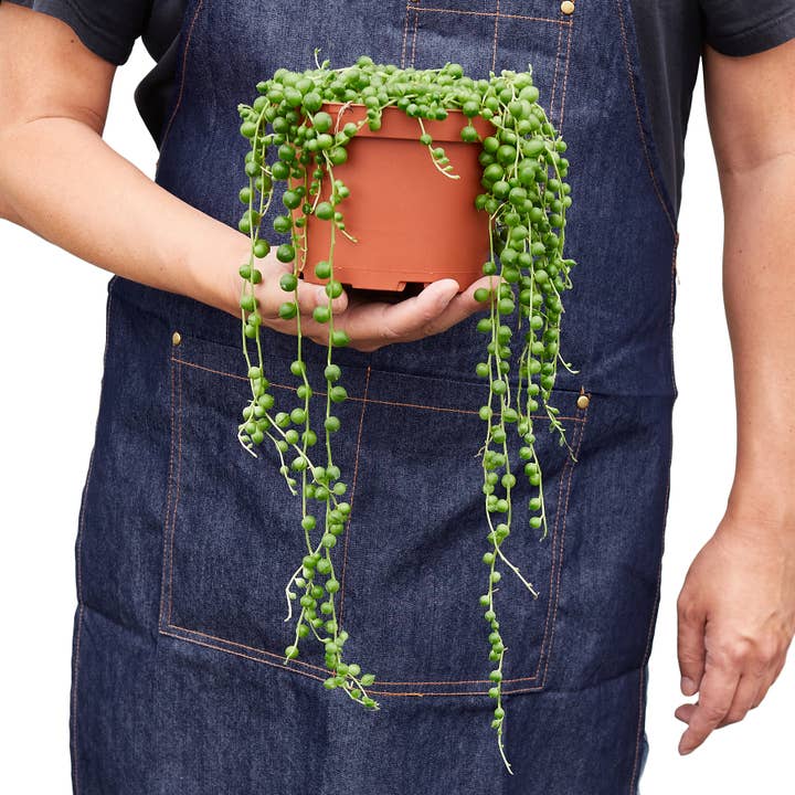 House Plant Wholesale - Wholesale Succulent - SUCCULENT SENECIO STRING OF PEARLS 6-inch