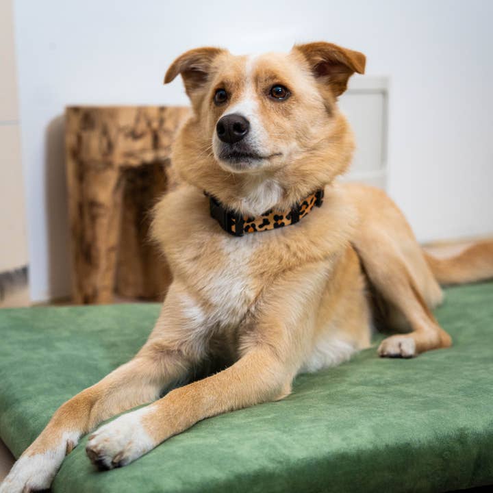 Rexproduct Sp. z o.o. Sp. k. – Engroshandel Seng - Hund – Hundeseng Rexproduct Blød, økologisk pude, farver14