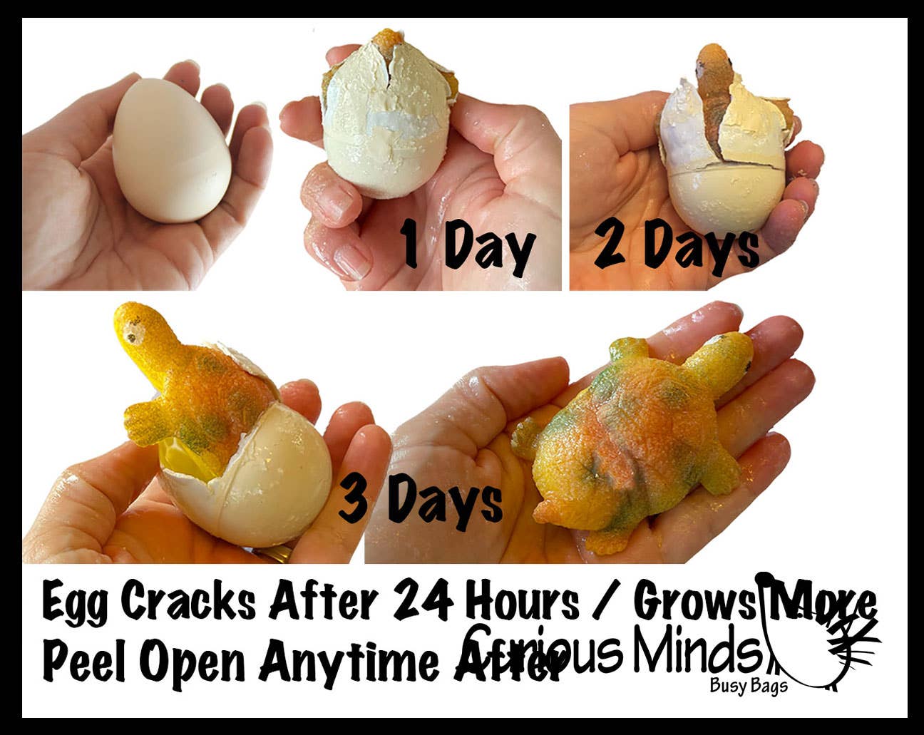 Curious Minds Toys - Wholesale Toy Set - Kids - 1 Hatch a Turtle Animal Grow in Water - Add Water Expands2