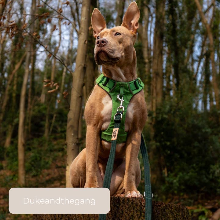 Bramble & Co – wholesale Pet leash – Dog – Double Lead - Forest Green6