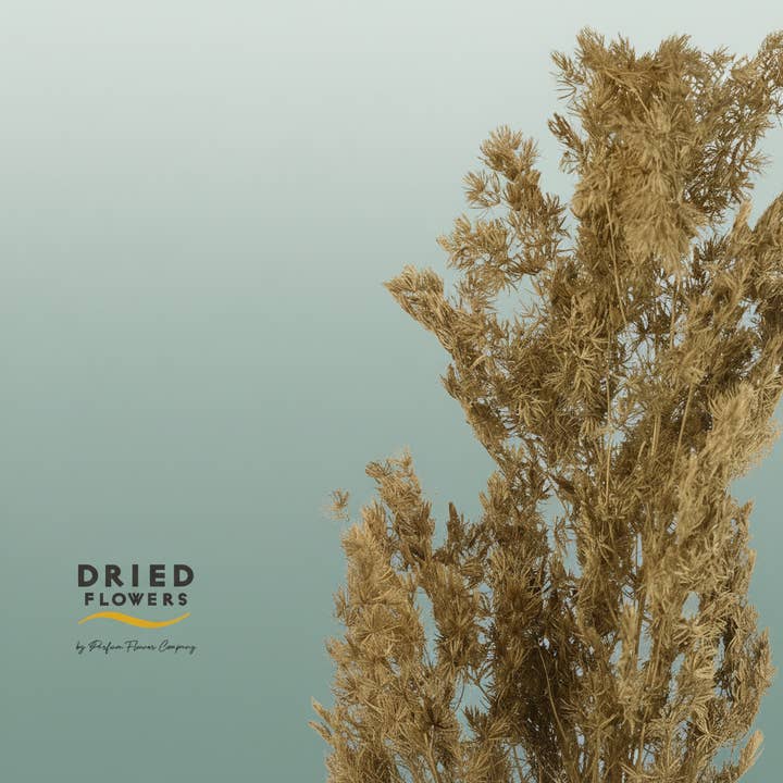 Dried Bleached Asparagus Retrofractus Golden for wholesale by All Occasions Wholesale