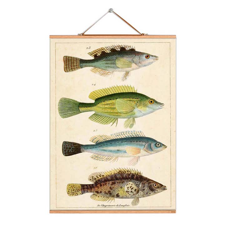 Rollbild Illustration # 063 / Fische / Lippfische für den Großhandel von Eicie