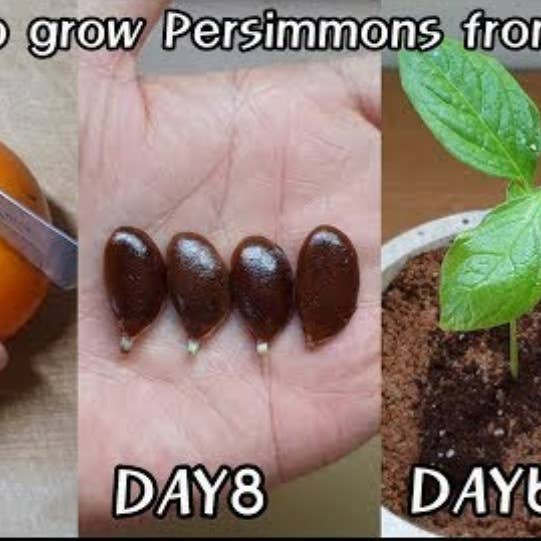 GardenPerspective - Wholesale Live Plant - 50 Persimmon Tree Seedlings Diospyros Virginiana Live Plant 12