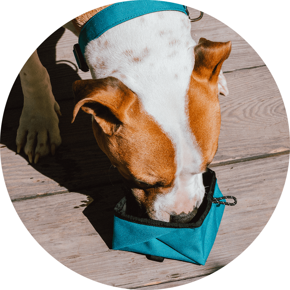 Wildebeest - Wholesale Pet Bowl - Cat/Dog - Montara Pop-Up Travel Dog Bowl4