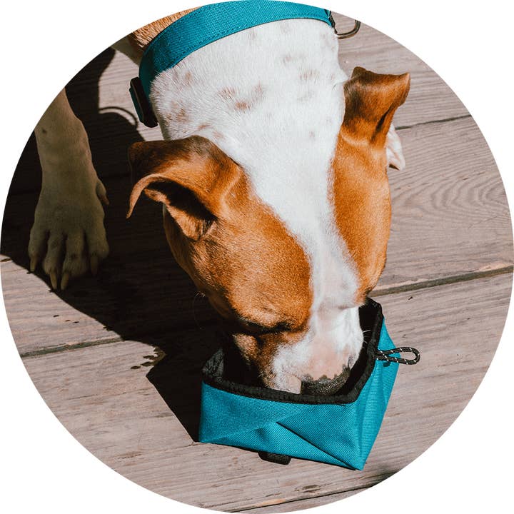 Wildebeest - Wholesale Pet Bowl - Cat/Dog - Montara Pop-Up Travel Dog Bowl4