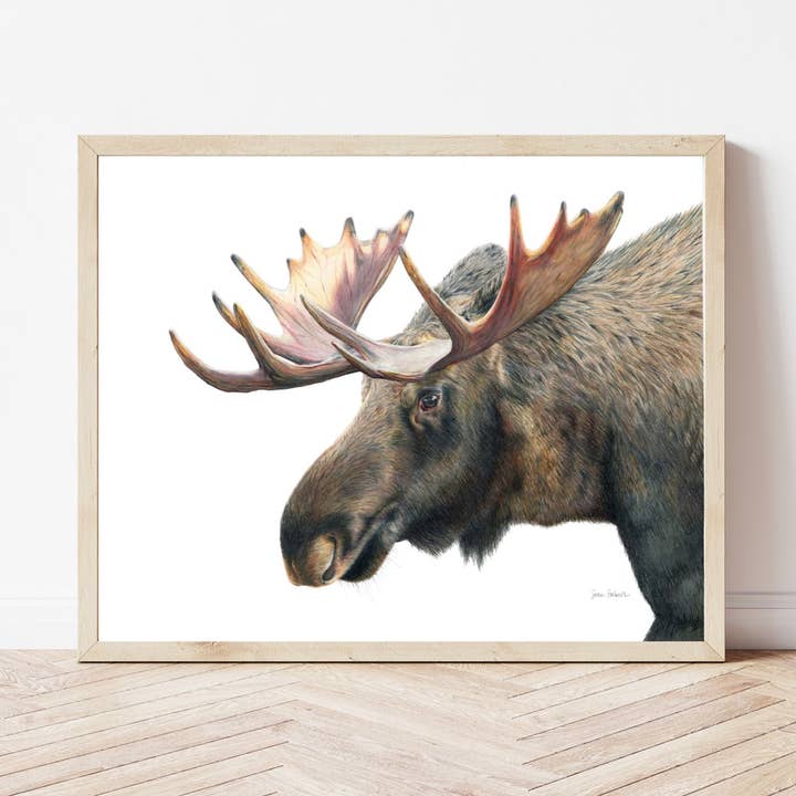 "At The Spring" A Moose Colored Pencil Horizontal Print for wholesale by Sara Forbush Art