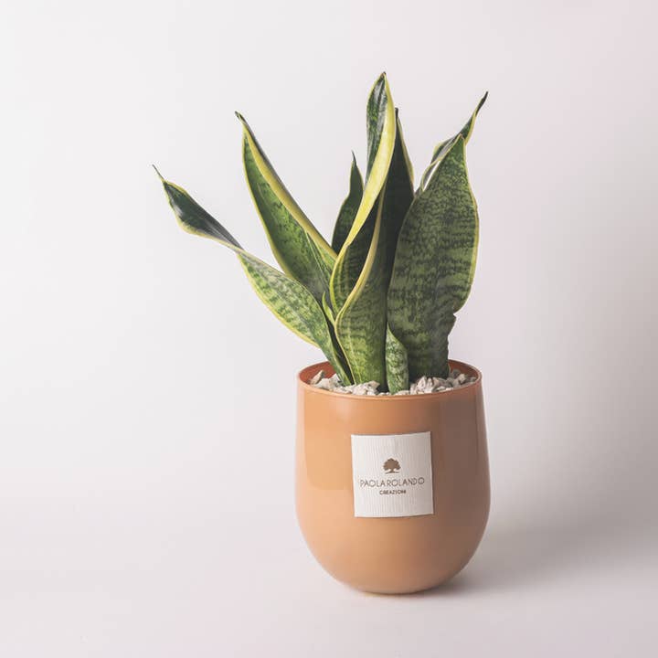 Sansevieria In Vaso Vetro Hope per la vendita all'ingrosso da parte di Paola Rolando Creazioni