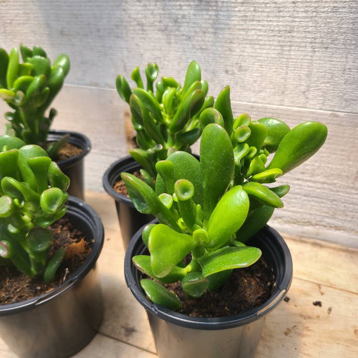 Buzz + Thrive Gardens - Wholesale Succulent - Crassula ovata 'Gollum'0