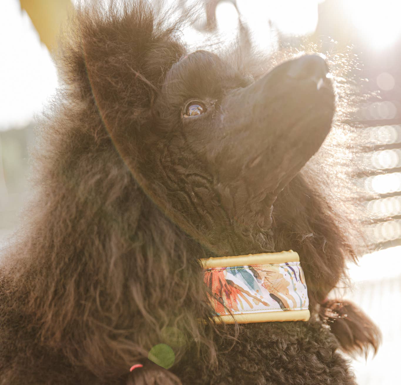 Wagging Tail - Wholesale Pet Collar - Dog - Collar IZAMAL2