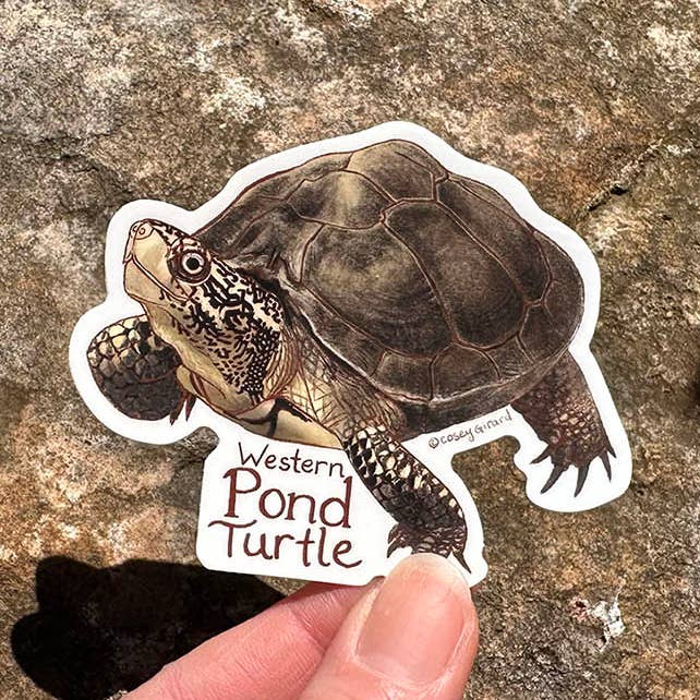 River Thrush Studio - Wholesale Sticker - Western Pond Turtle - Vinyl Sticker0
