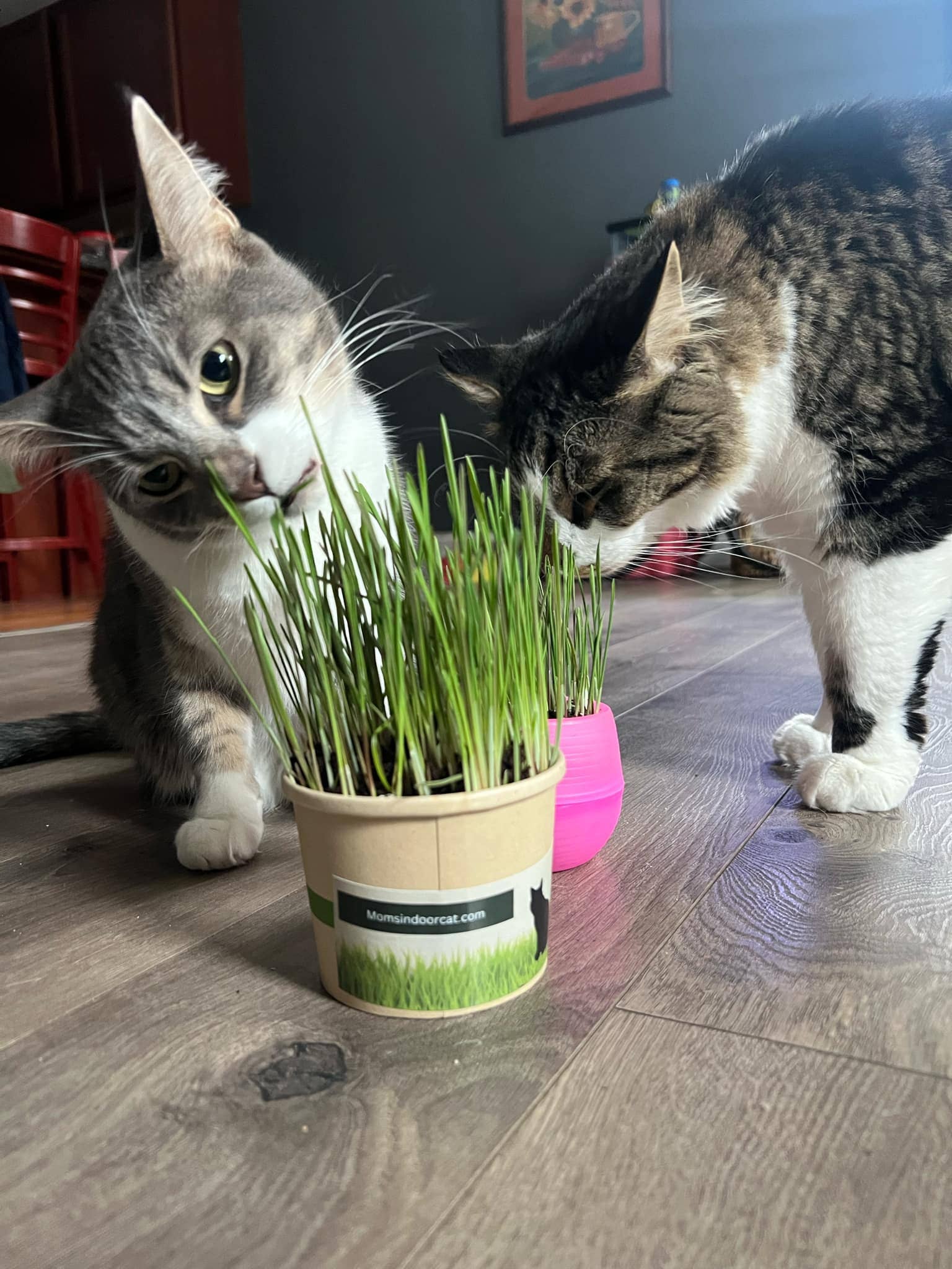 Mom’s Indoor Cat - Wholesale Pet Food - Cat - Cat Grass Deluxe Combo pack5