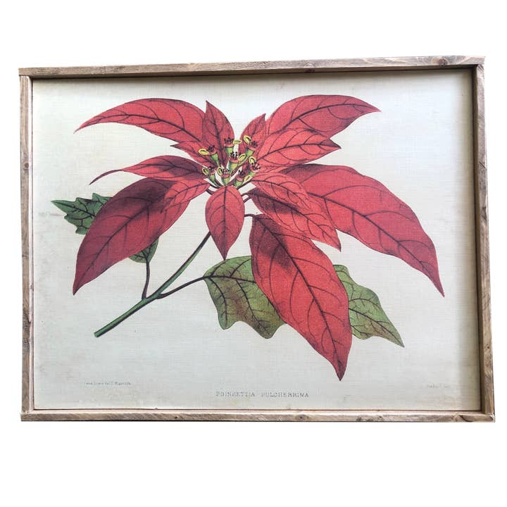 Vintage Print, Poinsettia, Christmas Flower, Wall Decor for wholesale by Graphically Speaking Design
