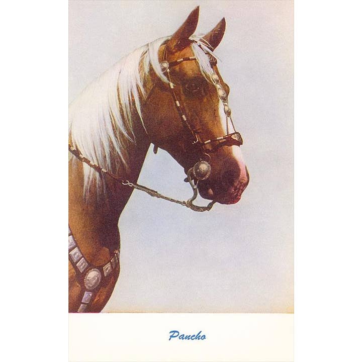 Found Image Press – Engroshandel Postkort – Postkort EQ-14 Pancho, Hest med Sølvtrense