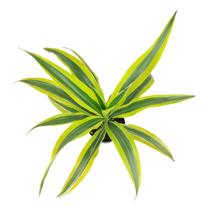 Best Plant Friend - Wholesale Live Plant - Dracaena Lemon Lime - Air Purifying Plant - 4/6 inch Pot