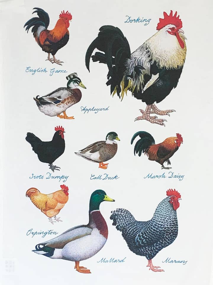 Ducks and Hens Large Cotton Tea Towel for wholesale by Half a Donkey