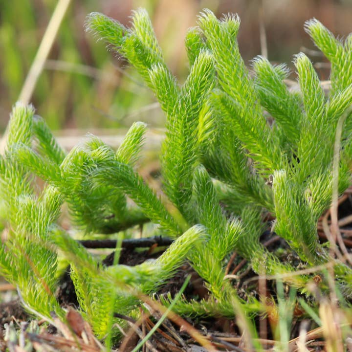 Ollois - Wholesale Oral Supplement/Vitamin - Olloïs Lycopodium Clavatum 200CK Vegan Organic Kosher, 80ct8