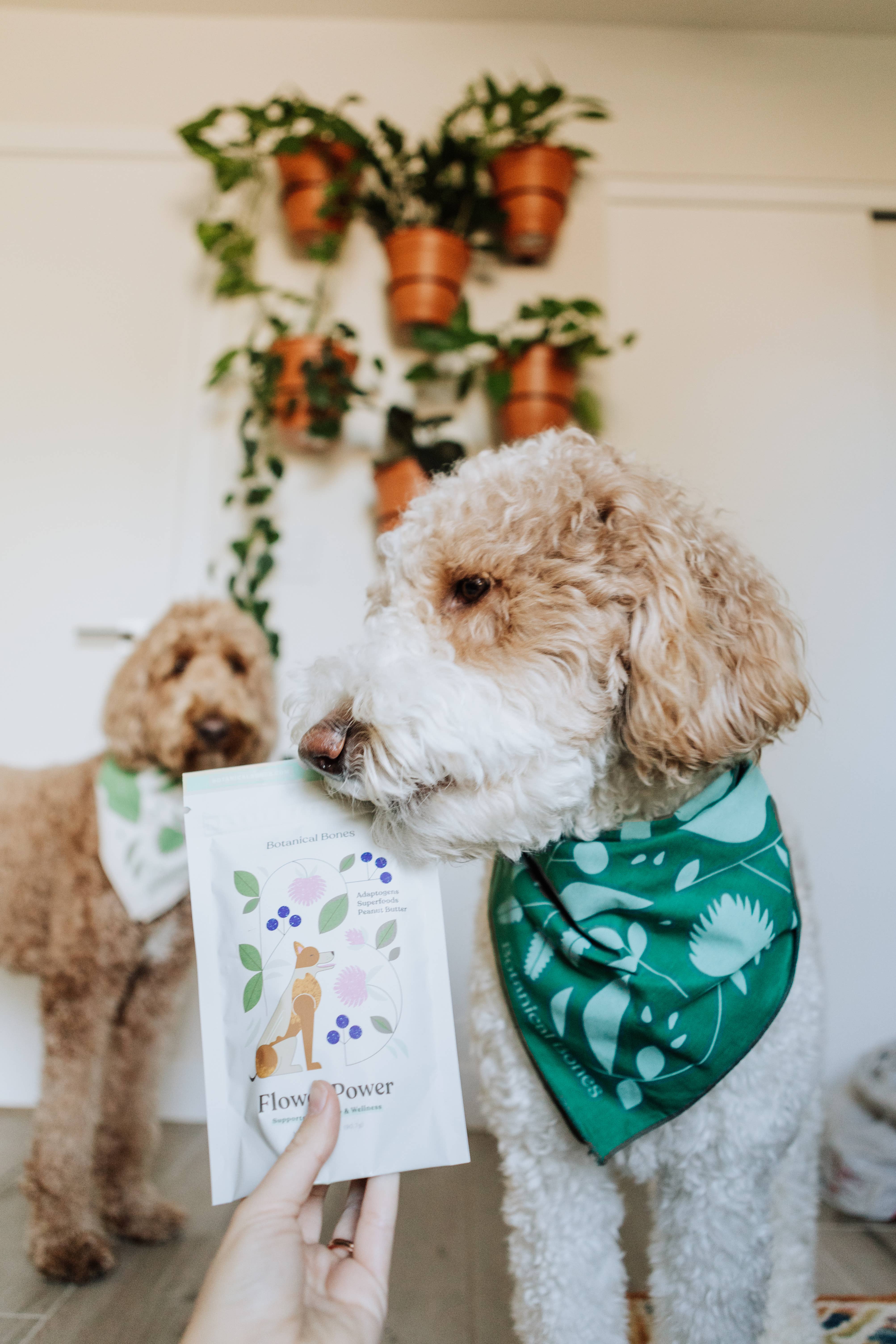 Botanical Bones - Vente Friandises – chien - Flower Power Biscuits naturels et biologiques pour chiens6