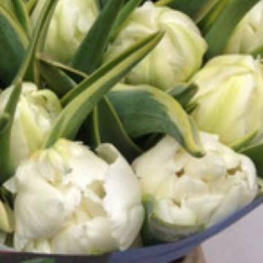 Florasource - Wholesale Fresh Cut Flowers - Tulip Double White 150 stems0