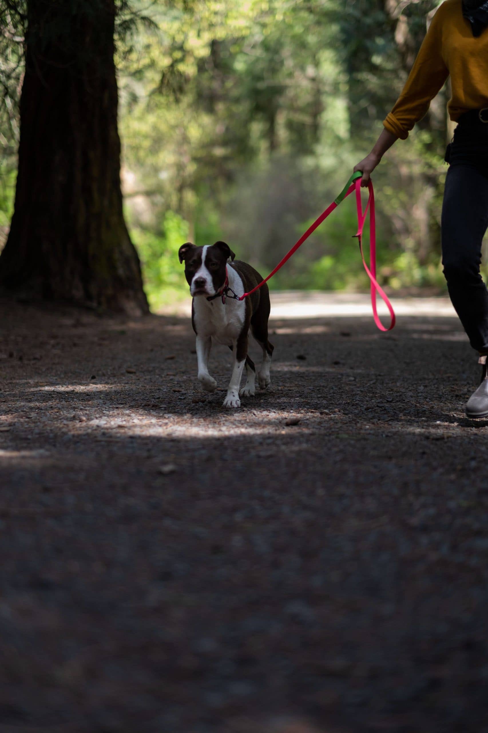 Hambos Pups - Wholesale Pet Leash - Dog - PNW Dry Leash4