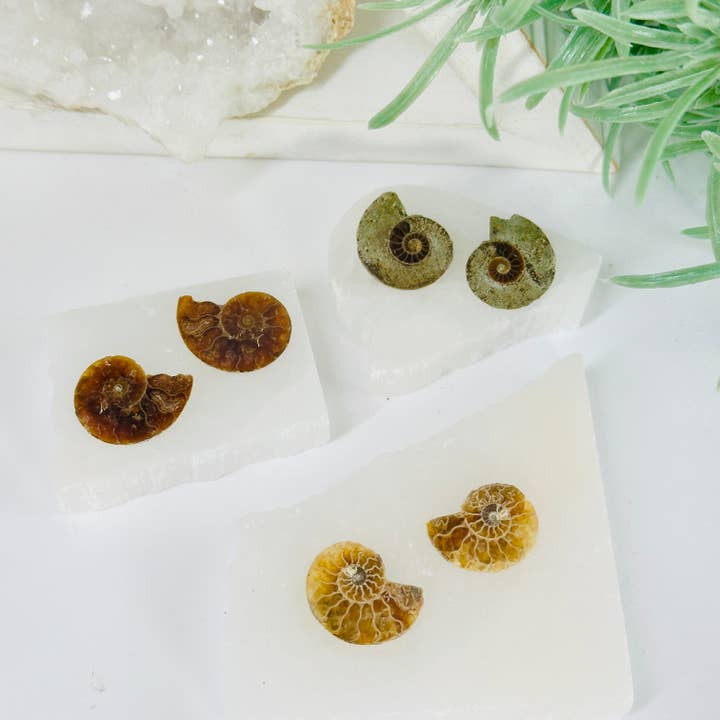 Rock Paradise - Wholesale Spiritual Stone/Crystal - Ammonite Fossil Slices - Small Pairs - You Choose3
